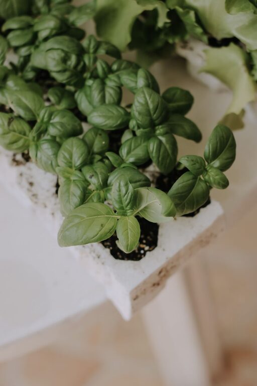 Cum să începi o grădină mică de plante aromatice în interior